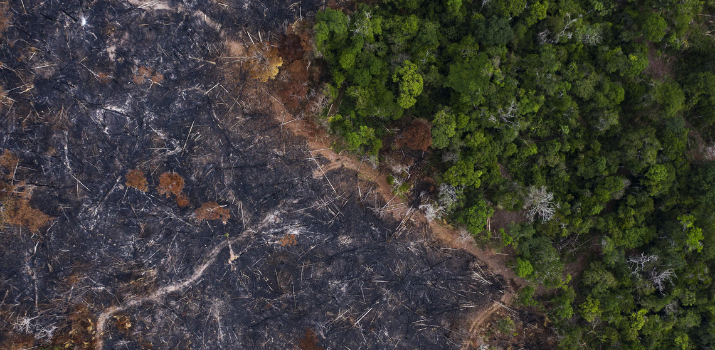 'Promiscuous treatment of nature' will lead to more pandemics – scientists | The Guardian