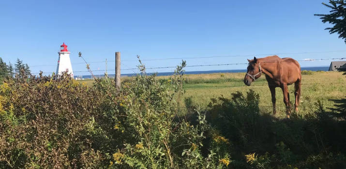 9 P.E.I. communities to have new signs in Mi'kmaq language | CBC News