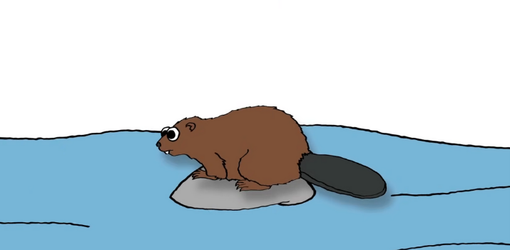 Beaver Pelt Trade | YouTube