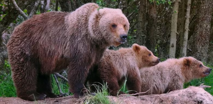 Grizzly territories in B.C. line up with Indigenous language communities, new study suggests | CBC News