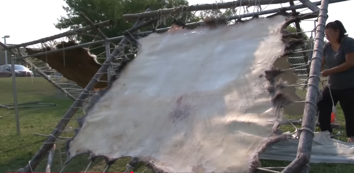 Hide Tanning the Traditional 13 Steps