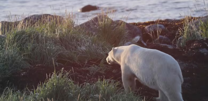 How Indigenous-led conservation could help Canada meet its land and water protection targets