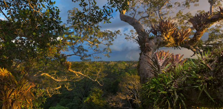 Indigenous peoples defend Earth's biodiversity—but they're in danger | National Geographic
