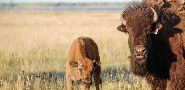 Kímmapiiyipitssini: The Meaning of Empathy | NFB