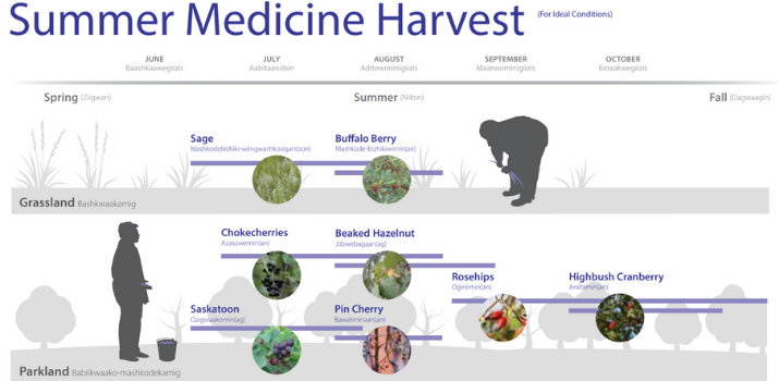 Niibin Mashkiki Bway'ige: Summer Medicine Harvest | Food Matters Manitoba