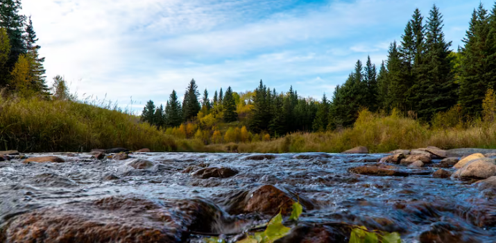 Sask. petition calls on government to hit pause on logging | CBC News