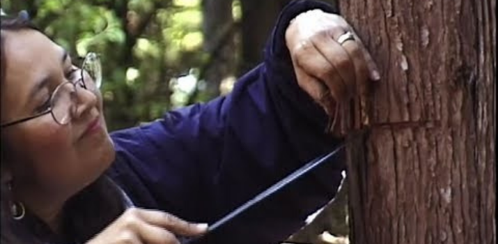 Spirit of the Trees: People of the Cedar (Northwest Tribes)