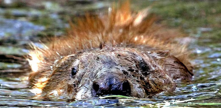The Brilliance of the Beaver: Learning from an Anishnaabe World