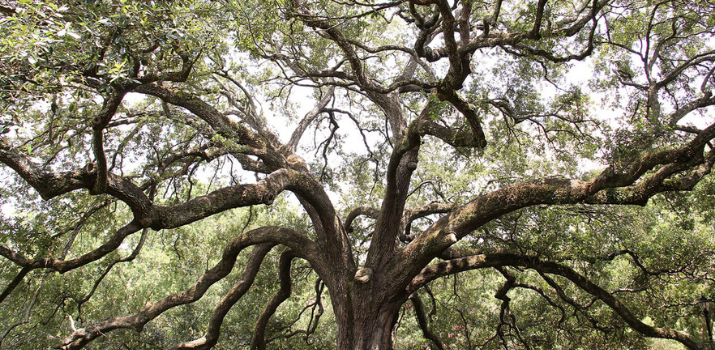 The Power of Indigenous Kinship