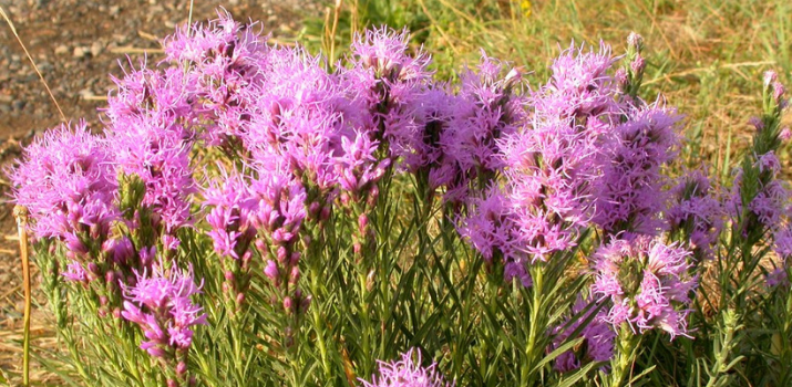 Wild Plants of Winnipeg | Nature Manitoba